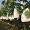 50 PCS Fruit Protection Bags 8x12 Inch – Non-Woven Drawstring Plant & Fruit Barrier Bags for Garden, Trees & Vegetables